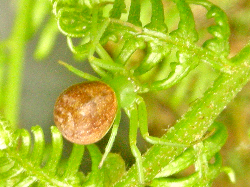 Diaea dorsata