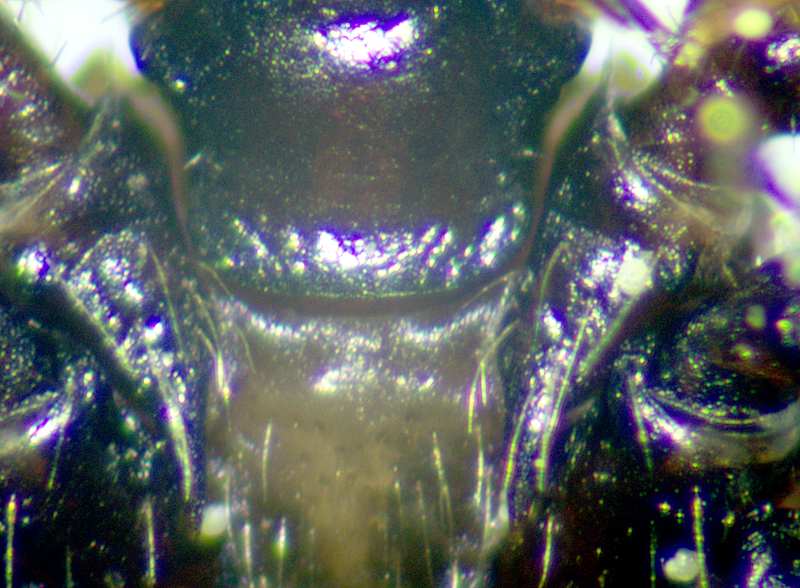 Ixodes ricinus