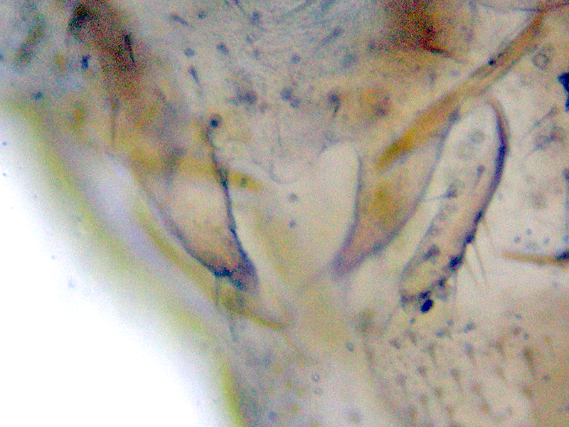 Ectopsocus briggsi