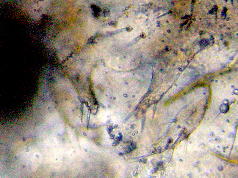 Ectopsocus briggsi
