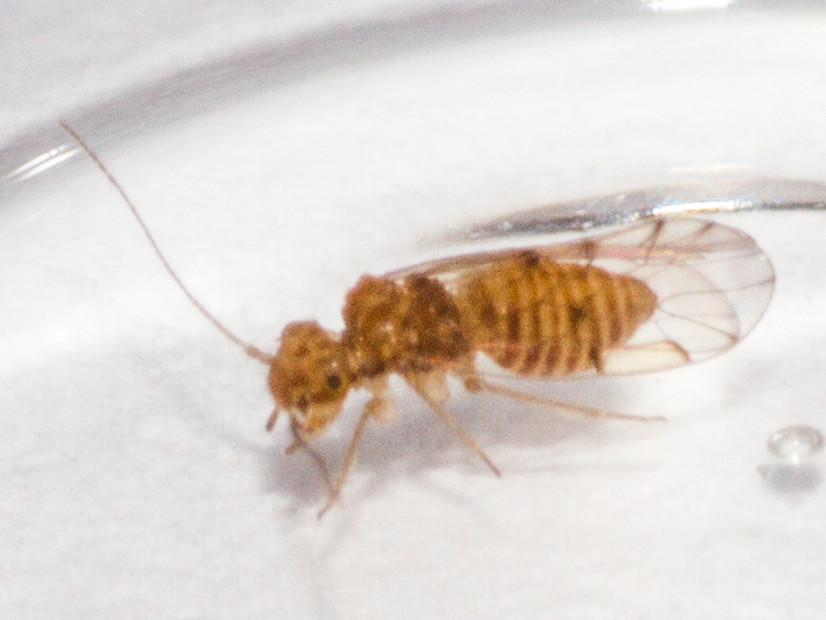 Ectopsocus briggsi