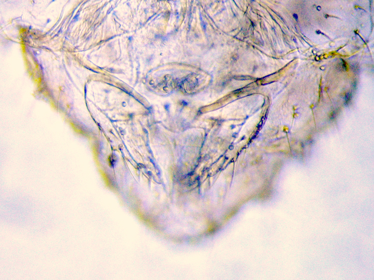 Ectopsocus briggsi