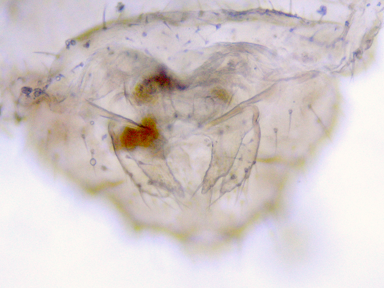 Ectopsocus briggsi