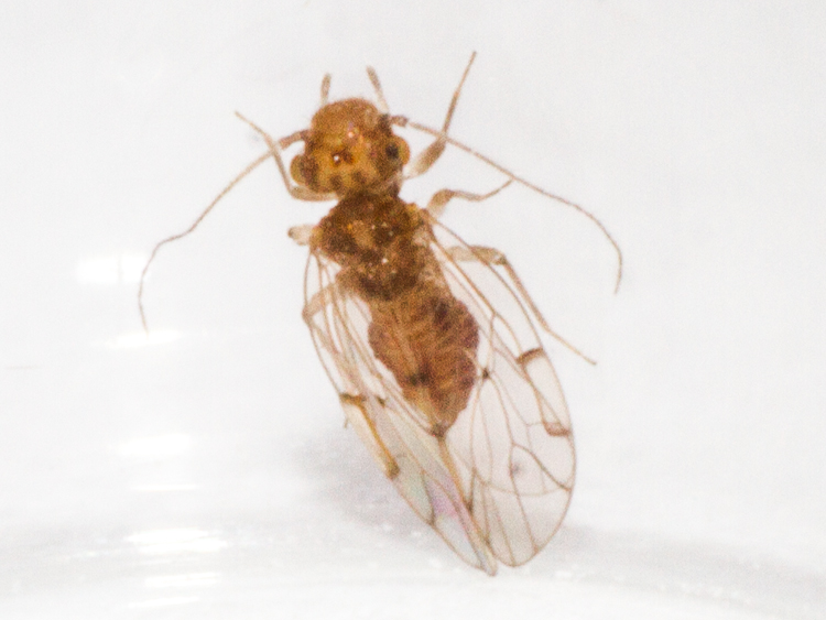 Ectopsocus briggsi