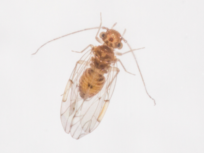 Ectopsocus briggsi