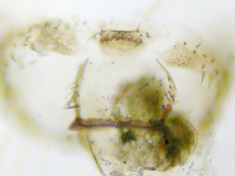 Ectopsocus briggsi