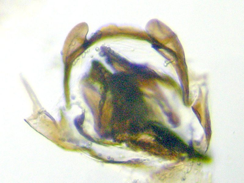 Ectopsocus briggsi