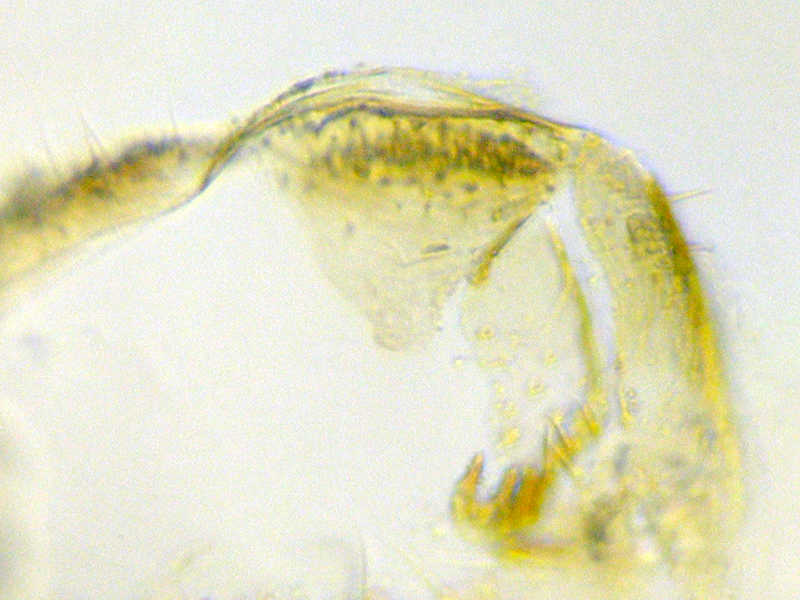 Ectopsocus briggsi