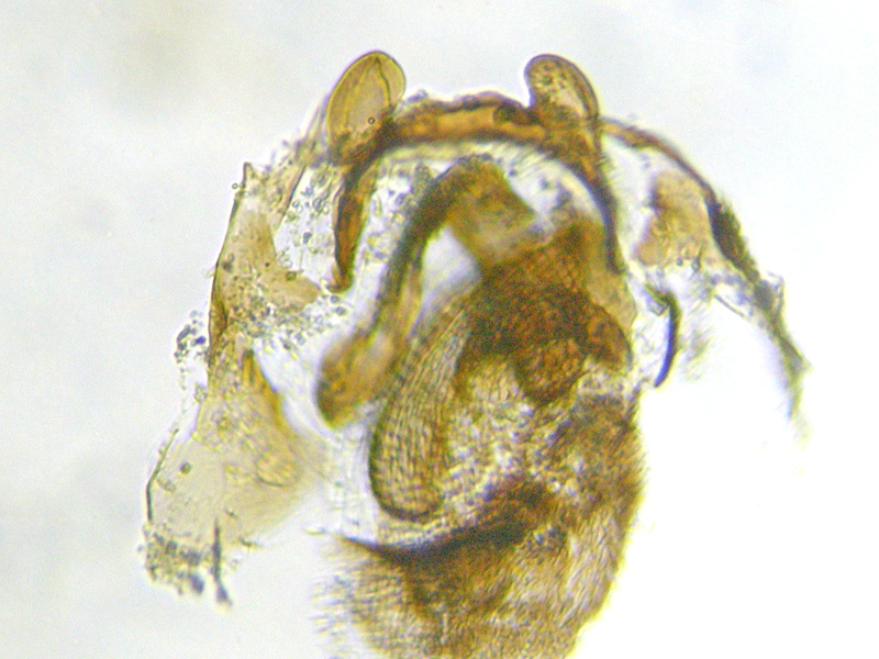 Ectopsocus briggsi