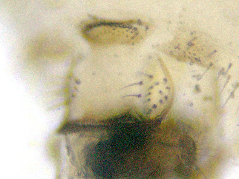 Ectopsocus briggsi