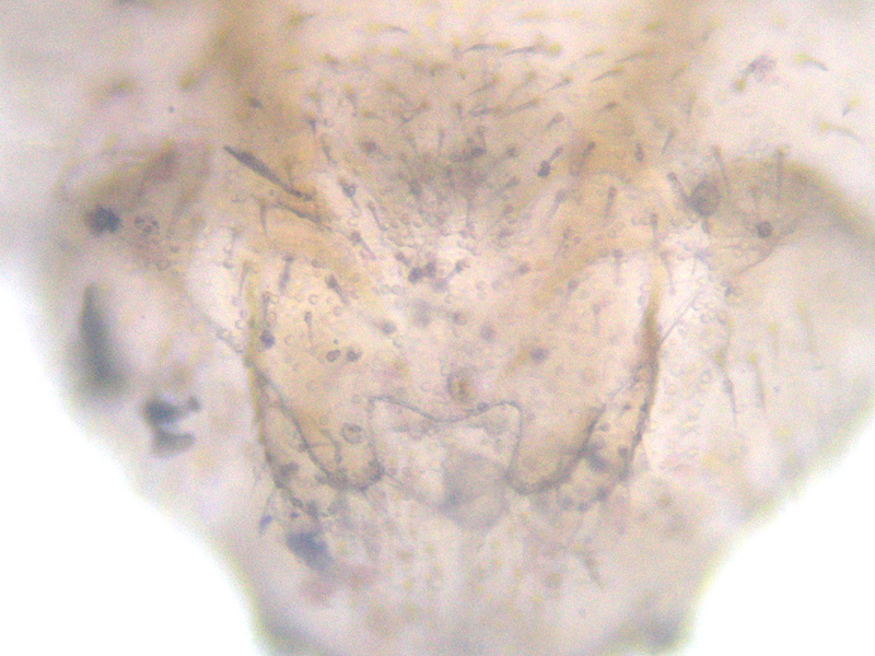 Ectopsocus petersi