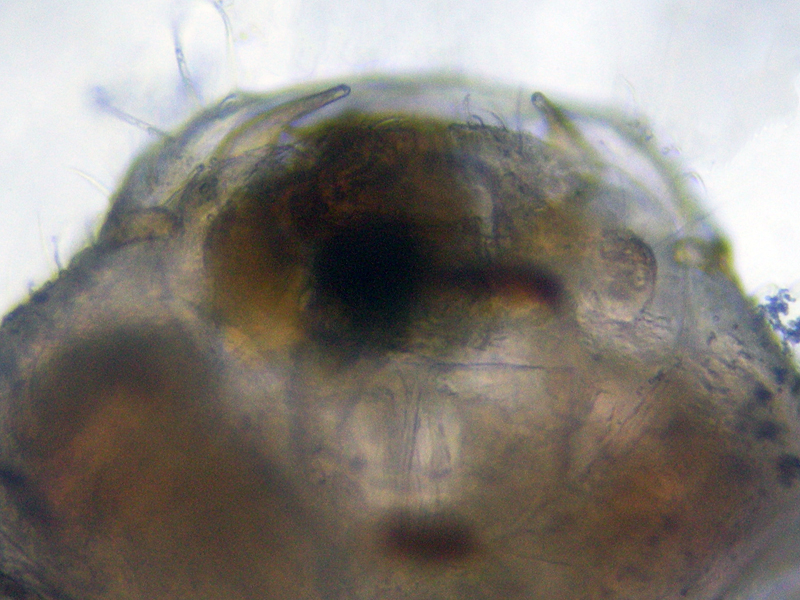 Ectopsocus petersi