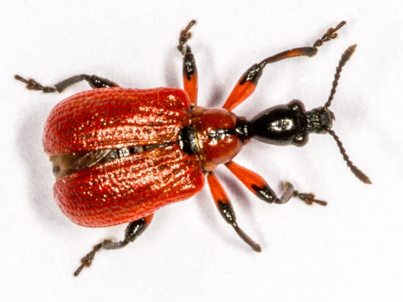 Apoderus coryli