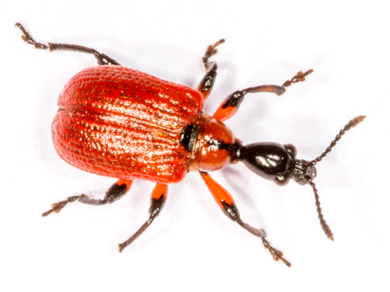 Apoderus coryli