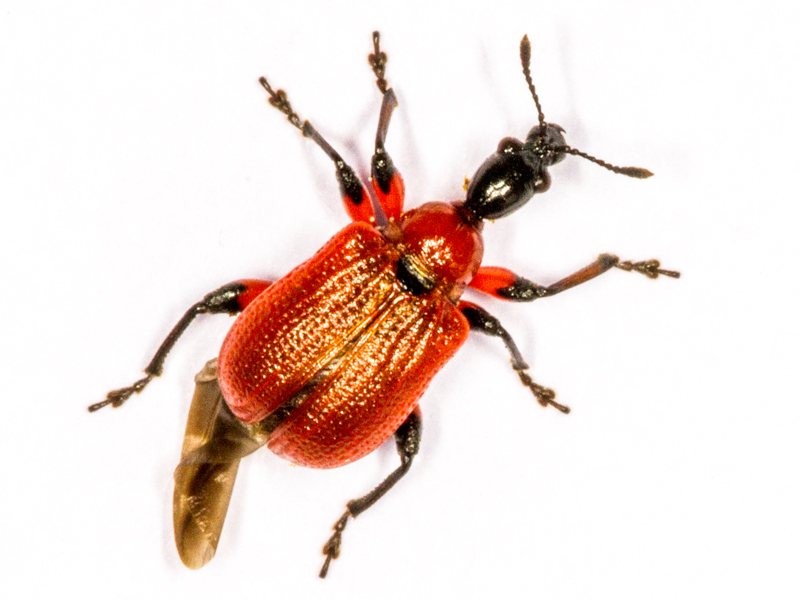 Apoderus coryli