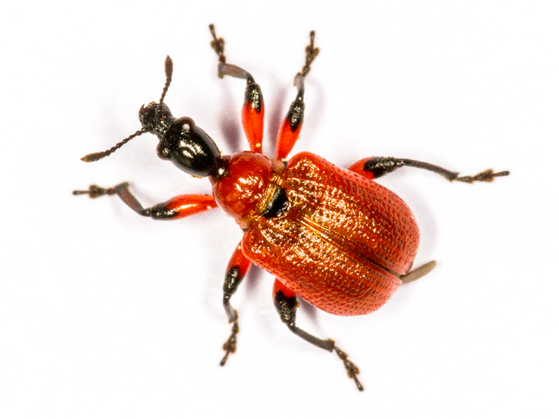 Apoderus coryli