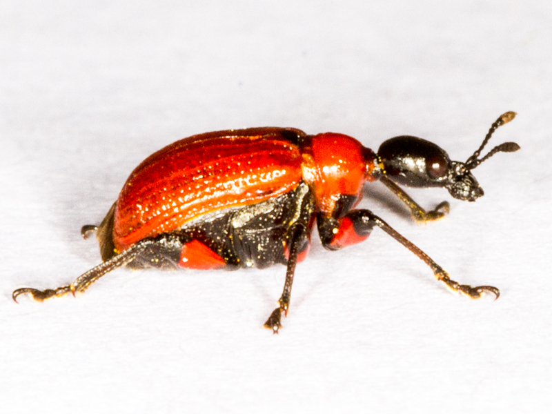 Apoderus coryli