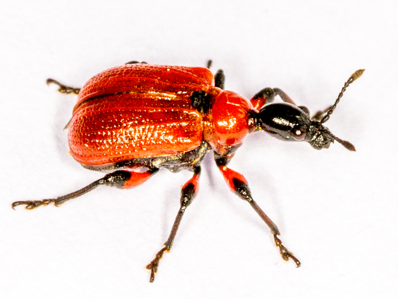 Apoderus coryli