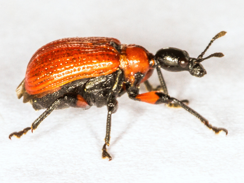Apoderus coryli