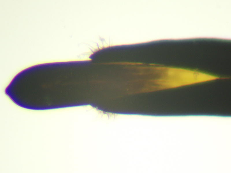 Agrilus laticornis
