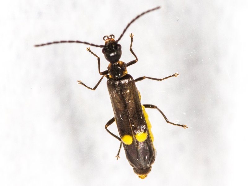 Malthodes marginatus