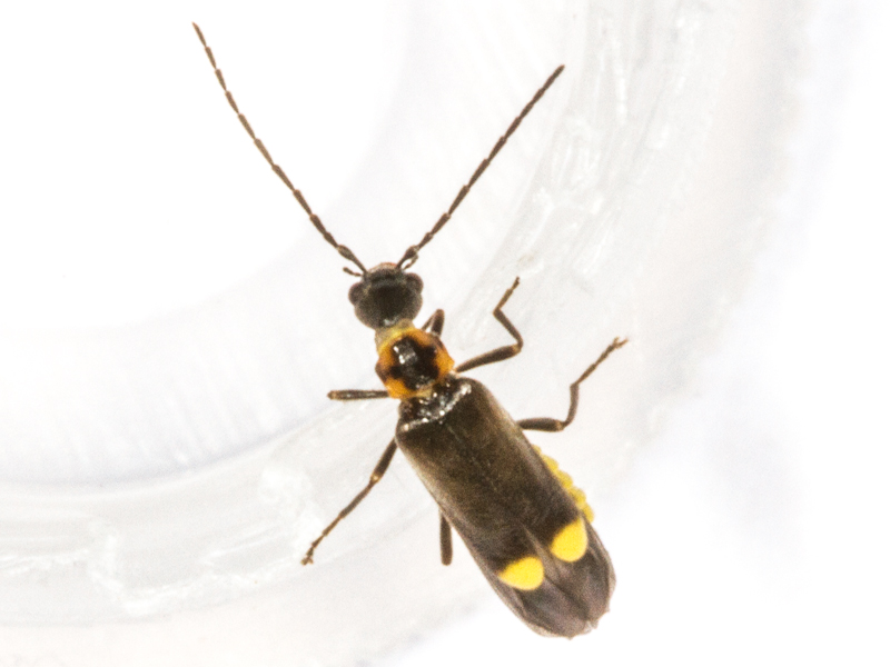 Malthodes marginatus