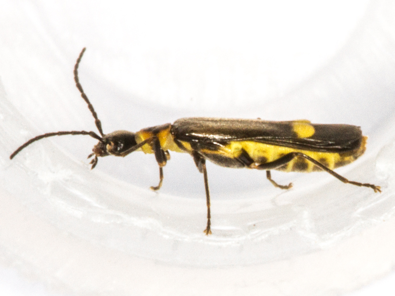 Malthodes marginatus
