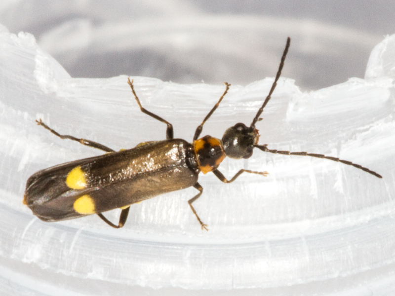 Malthodes marginatus