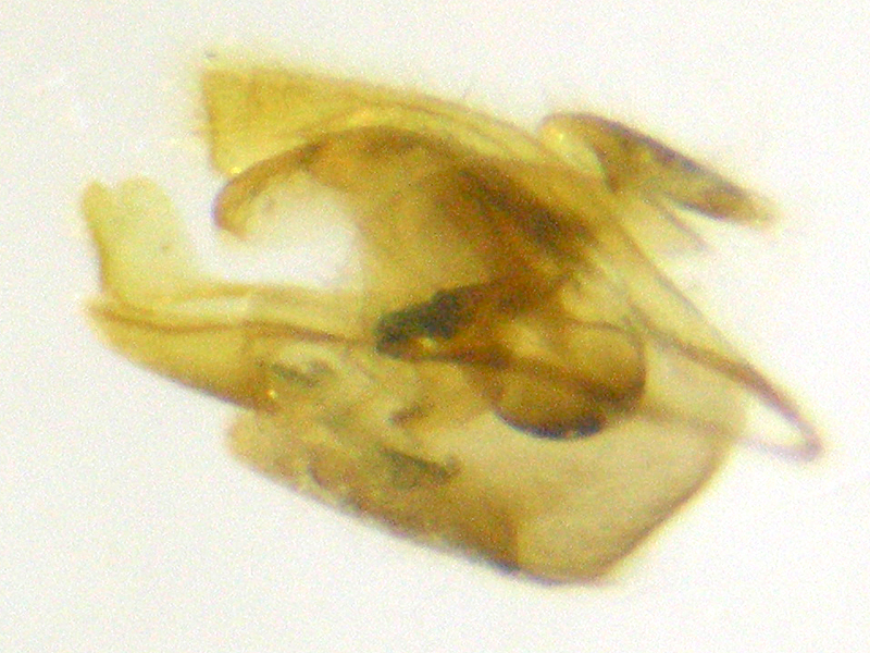 Malthodes marginatus
