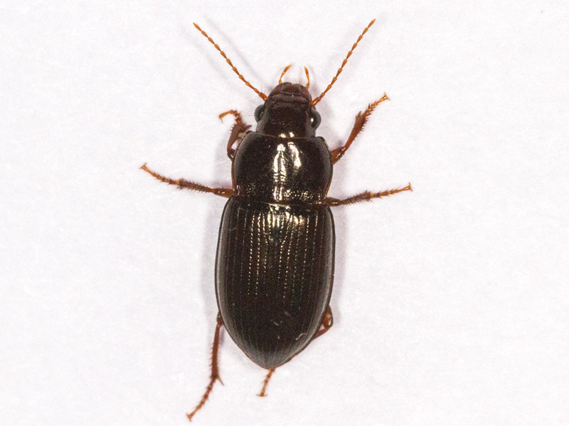 Amara apricaria