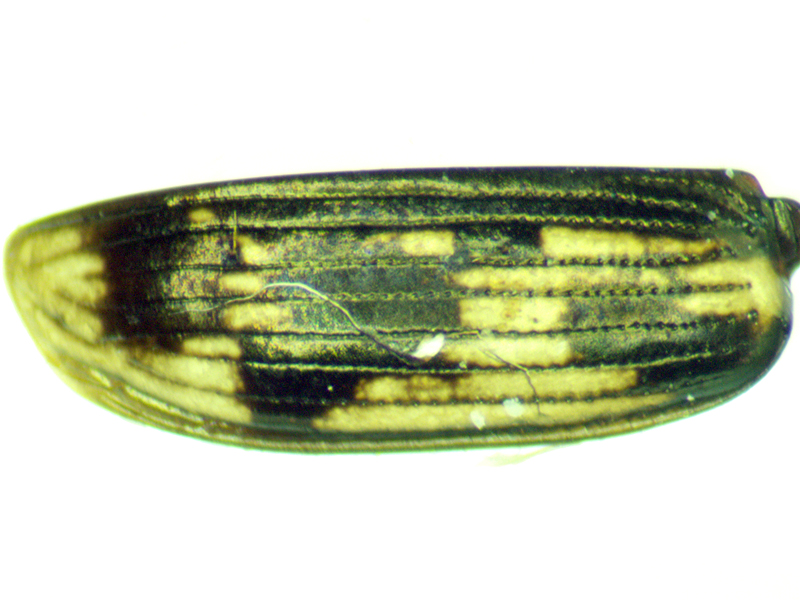 Bembidion varium