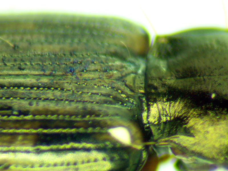 Bembidion varium