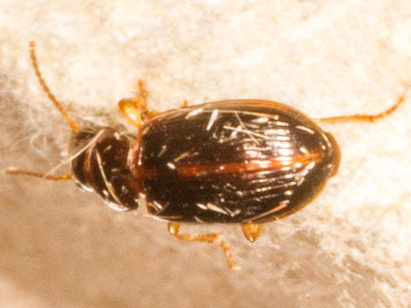 Bradycellus csikii