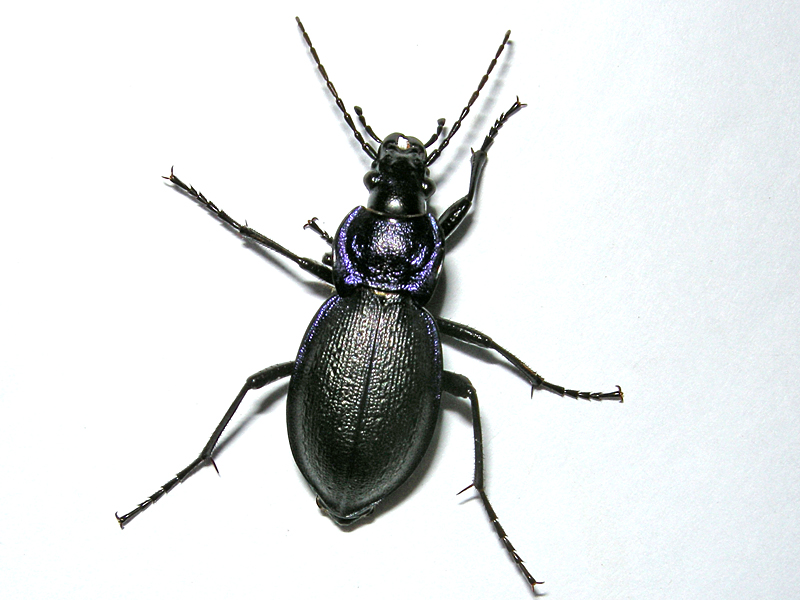 Carabus problematicus