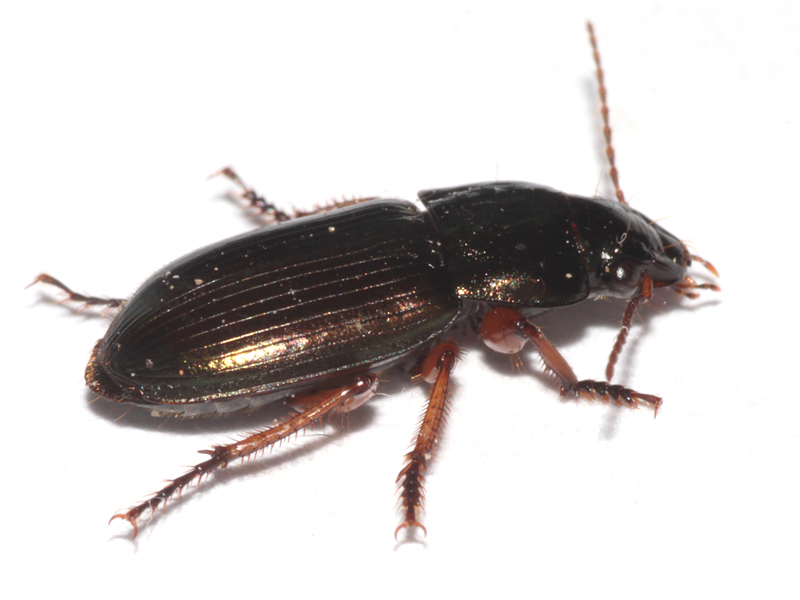 Harpalus affinis