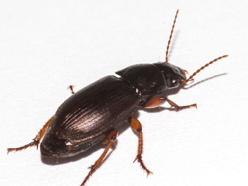 Harpalus rufipes