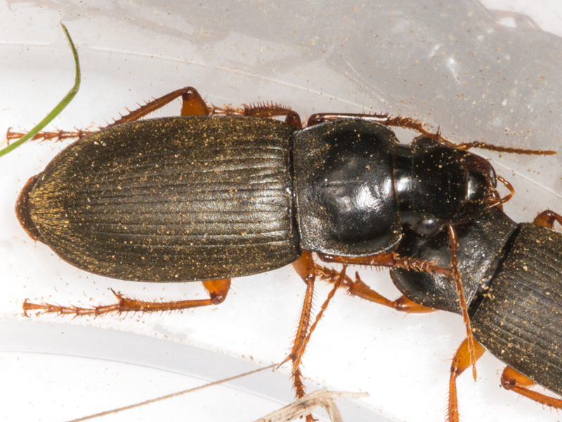 Harpalus rufipes