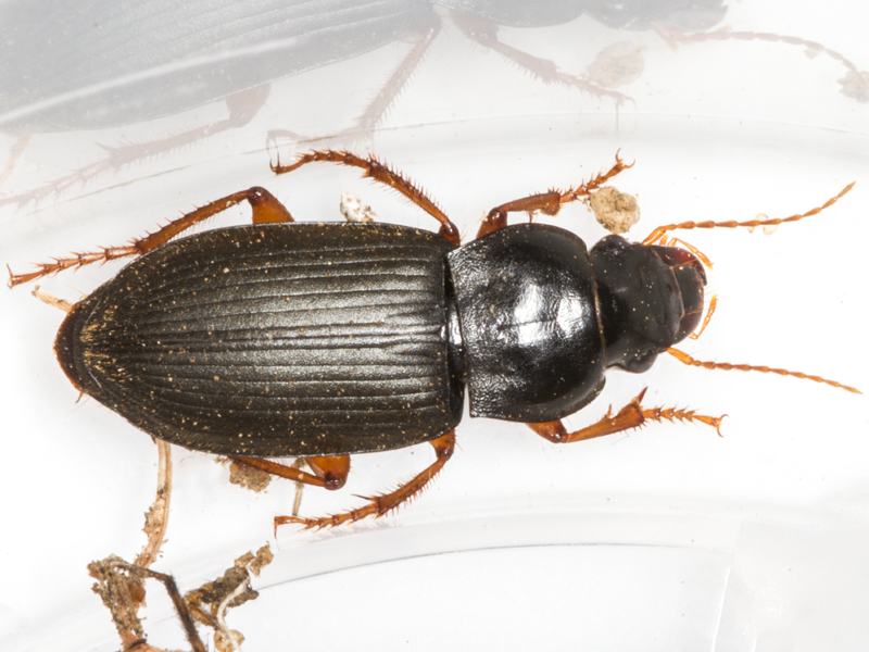 Harpalus rufipes