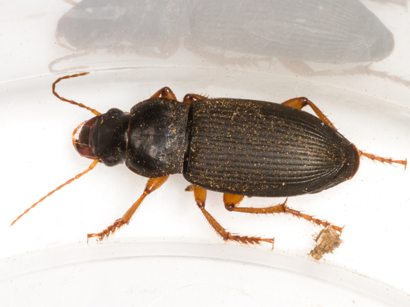 Harpalus rufipes