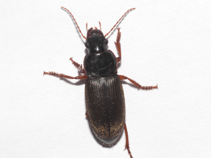 Harpalus rufipes