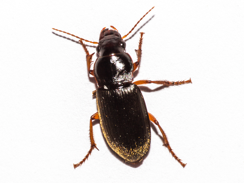 Harpalus rufipes