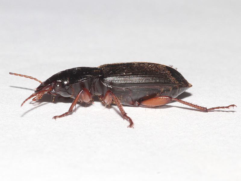 Harpalus rufipes