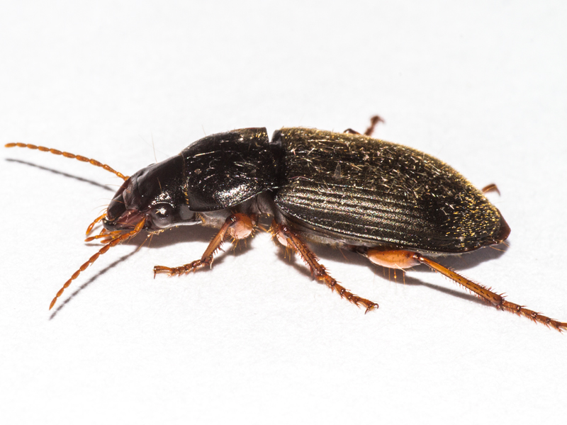 Harpalus rufipes