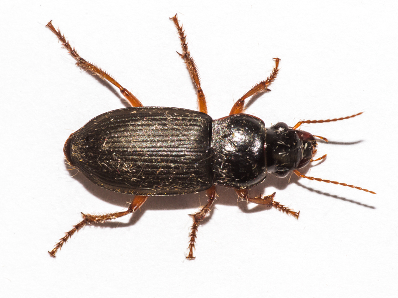 Harpalus rufipes