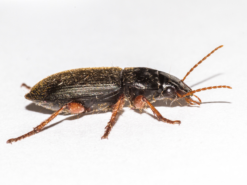 Harpalus rufipes