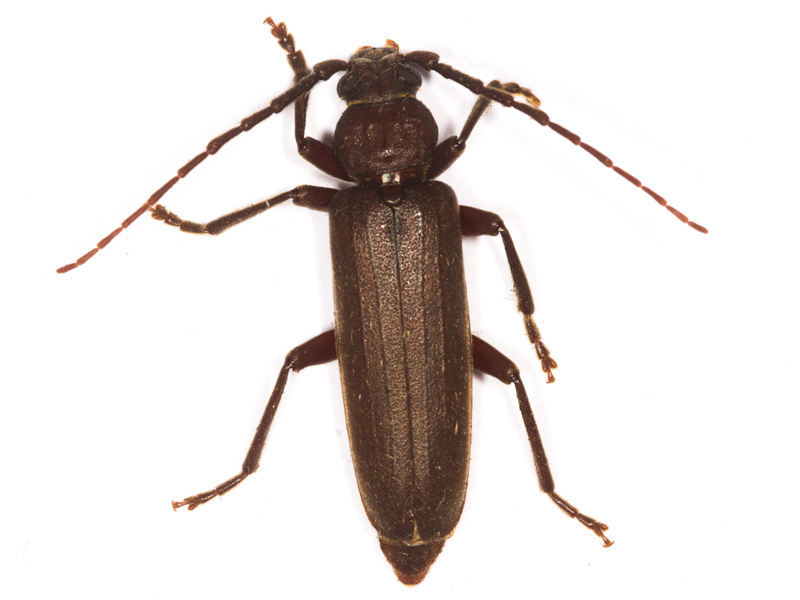 Arhopalus rusticus