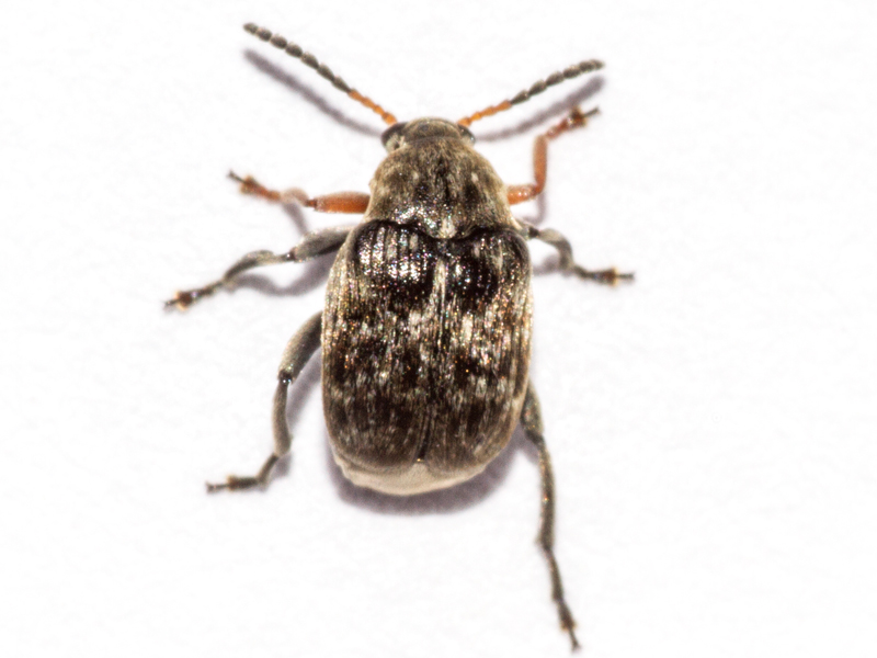 Bruchus rufimanus