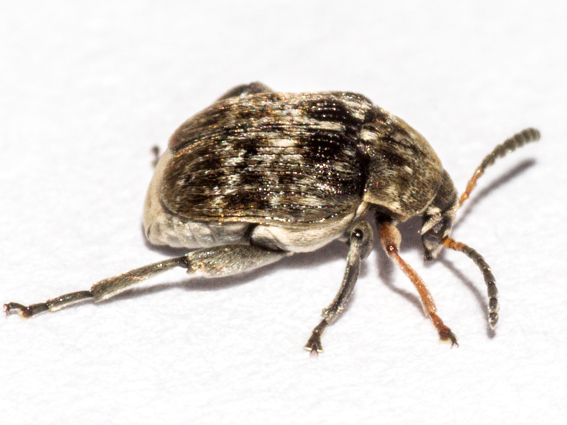 Bruchus rufimanus