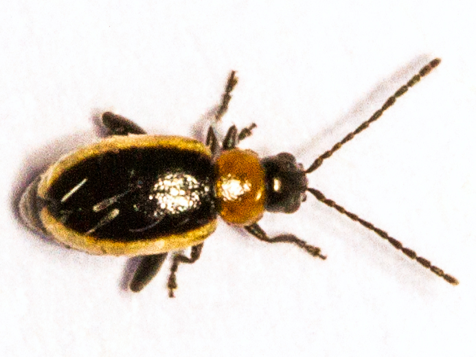 Longitarsus dorsalis