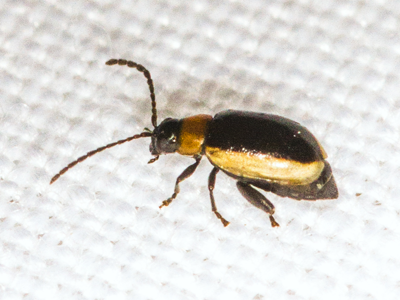 Longitarsus dorsalis